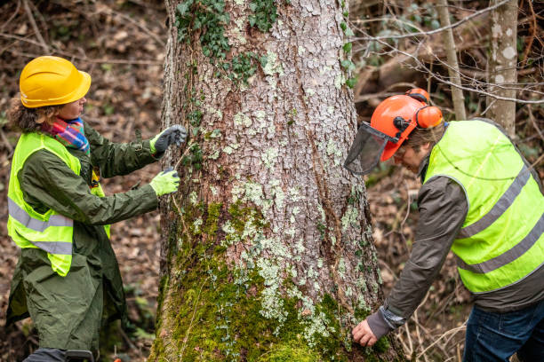 Best Emergency Tree Removal  in Central Falls, RI