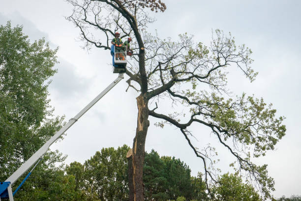 Trusted Central Falls, RI Tree Removal Services Experts