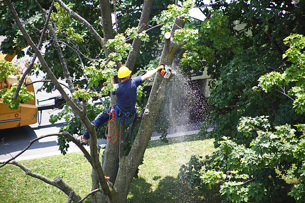 Best Tree and Shrub Care  in Central Falls, RI